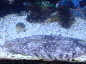 Фото Темная полярная камбала