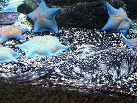 Смотреть фото Японская зимняя камбала Фото Японская зимняя камбала