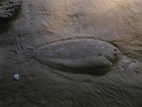 Смотреть фото Европейская солея Фото Европейская солея