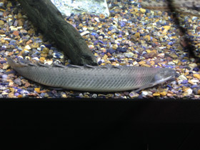 Фото Нильский многопёр