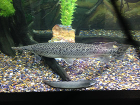 Фото Нильский многопёр