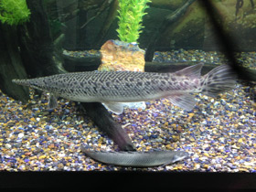 Фото Нильский многопёр