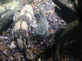 Фото Многопер Дельгеза