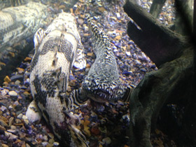 Фото Многопёр Эндлихера