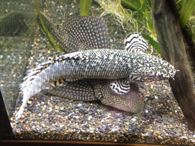 Фото Многопёр Эндлихера