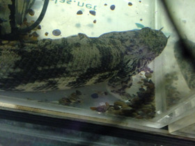 Фото Многопёр Эндлихера