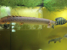 Фото Конголезский многопёр