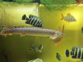 Фото Конголезский многопёр