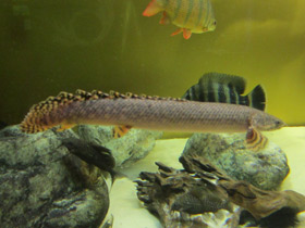 Фото Конголезский многопёр