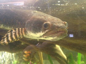 Фото Конголезский многопёр