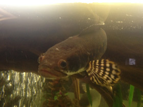 Фото Конголезский многопёр