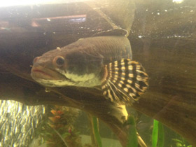 Фото Конголезский многопёр