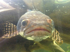 Фото Конголезский многопёр