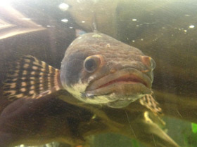 Фото Конголезский многопёр