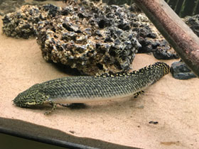 Фото Конголезский многопёр