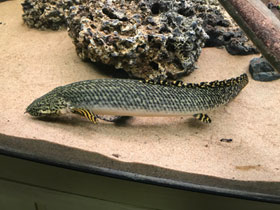 Фото Конголезский многопёр