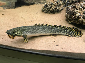 Фото Конголезский многопёр