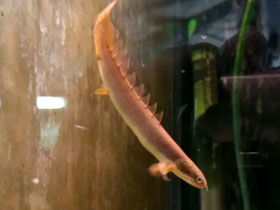 Фото Древнейшая аквариумная рыбка – сенегальский полиптерус