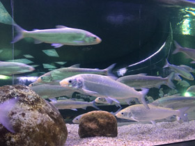 Фото Пелядь