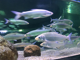 Фото Пелядь