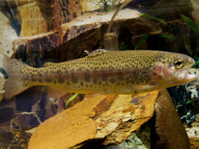 Фото Микижа