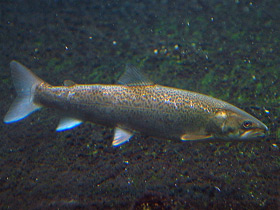 Смотреть фото Сахалинский таймень Фото Сахалинский таймень