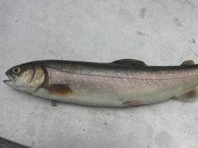 Фото Арктический голец