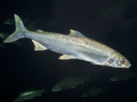 Фото Нельма