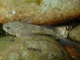 Фото Обыкновенный подкаменщик