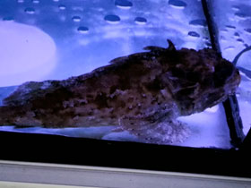 Фото Черноморская скорпена-ёрш