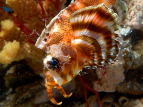 Фото Пятнистая крылатка