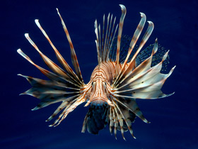 Индийская крылатка-зебра