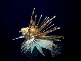 Индийская крылатка-зебра