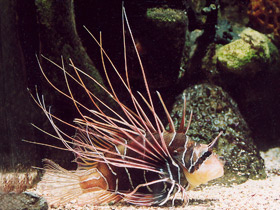 Радиальная крылатка