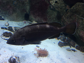 Фото Темный окунь