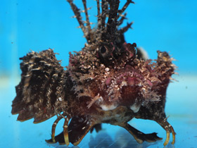 Смотреть фото Японская бородавчатка Фото Японская бородавчатка