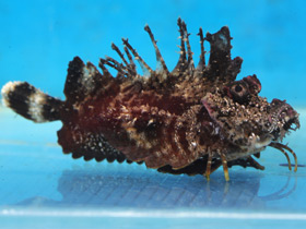 Смотреть фото Японская бородавчатка Фото Японская бородавчатка