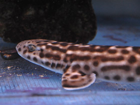 Фото Коралловая кошачья акула