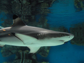 Смотреть фото Чернопёрая рифовая акула Фото Чернопёрая рифовая акула
