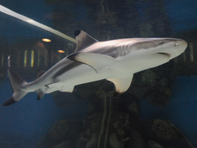 Чернопёрая рифовая акула