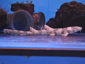 Фото Бамбуковая акула