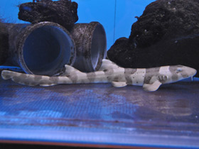 Фото Бамбуковая акула