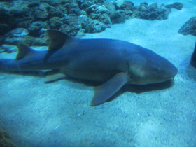 Фото Усатая акула-нянька