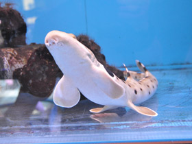 Фото Глазчатая кошачья акула