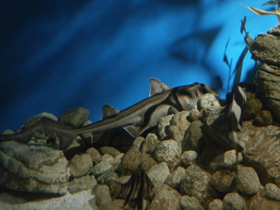 Фото Австралийская бычья акула