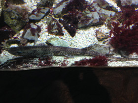 Смотреть фото Звёздчатая кошачья акула Фото Звёздчатая кошачья акула