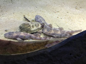 Смотреть фото Звёздчатая кошачья акула Фото Звёздчатая кошачья акула