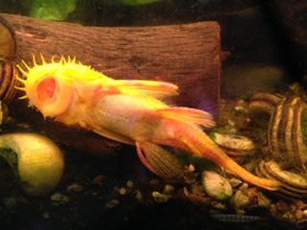 Фото Анциструс