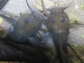 Фото Гефироглан Жилля