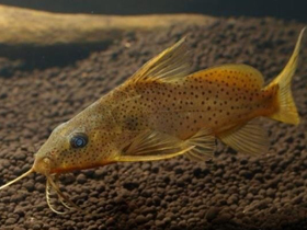 Фото Chiloglanis bifurcus